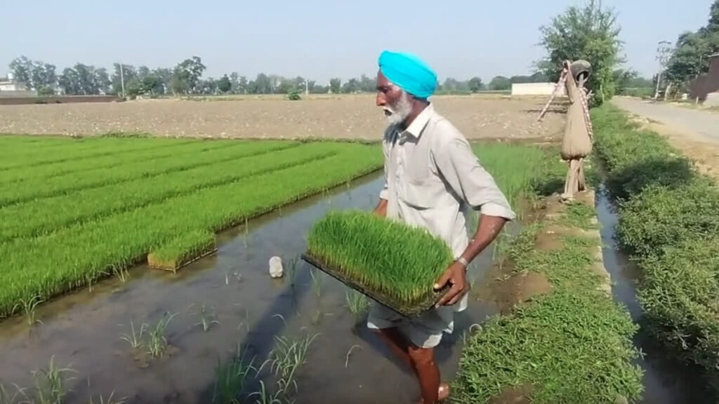 Analysis | Why Farmers Are Not Compensated For Climate Services? A Flaw In Carbon Accounting