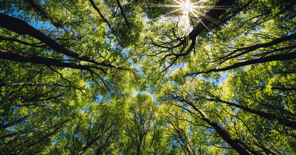 ISSB plans nature-related disclosure proposals