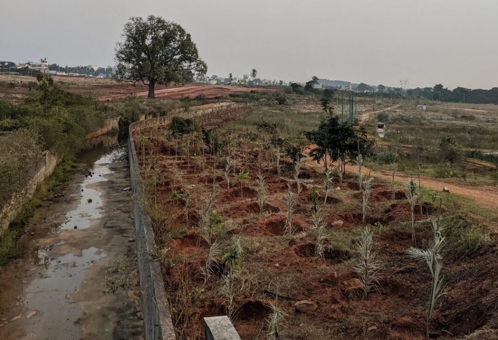 BDA’s tree plantation drive faces accountability issues, not accounting errors