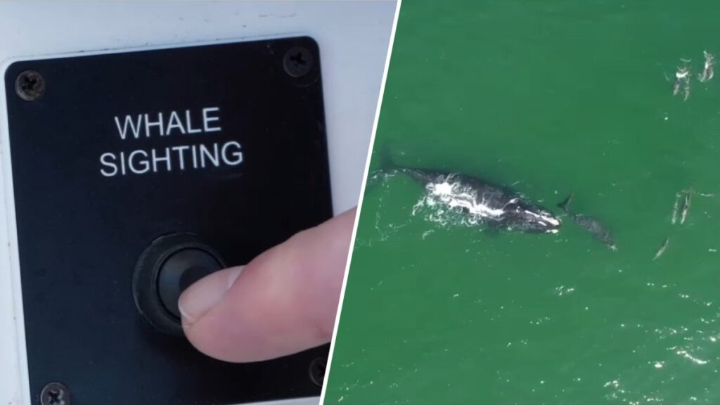 New AI tools aim to help boaters at the Jersey Shore avoid endangered whales
