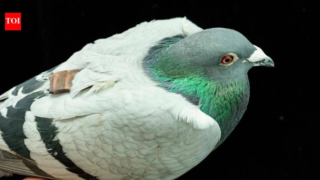 Scientists in America are using pigeons to train medical AI tools for early stage cancer detection