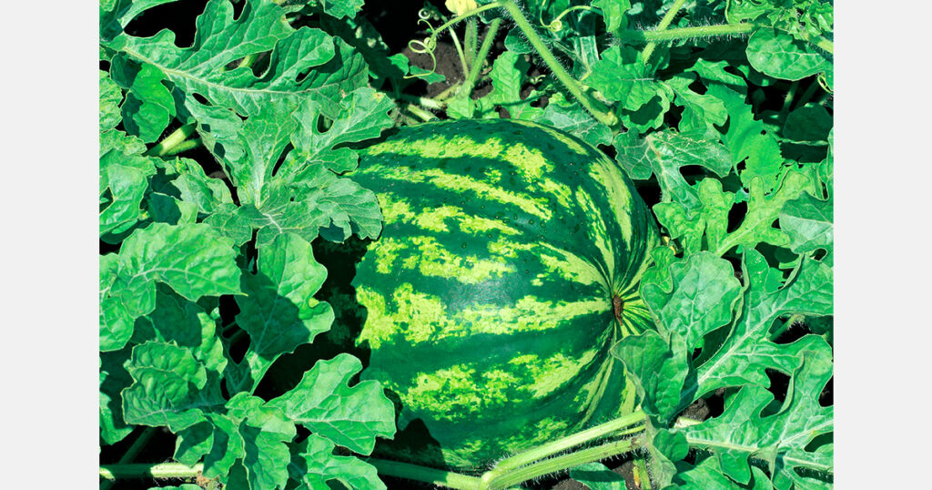 Viral disease cuts Goiás watermelon productivity by 13% Viral disease cuts Goiás watermelon productivity by 13%